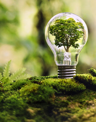 FOKUS AUF NACHHALTIGKEIT - Eine Glühbirne, in der ein Baum wächst, steht in einem moosbewachsenen Wald und symbolisiert Nachhaltigkeit. Die Schärfe liegt auf der Glühbirne.